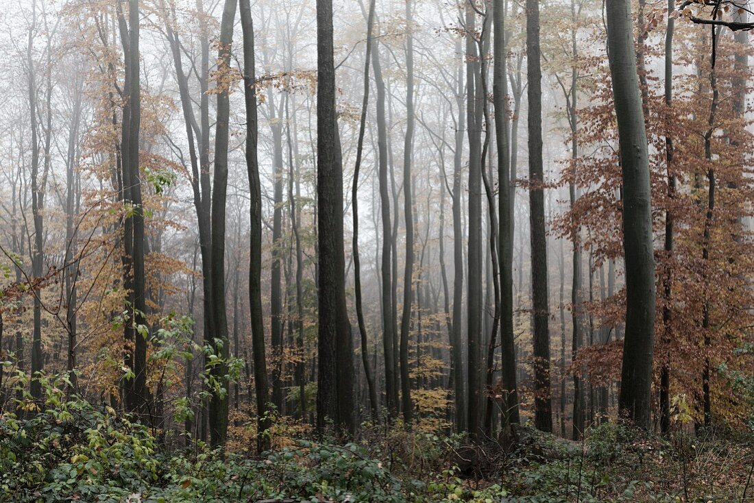 Misty autumnal beech forest in the Spessart mountains (Germany)