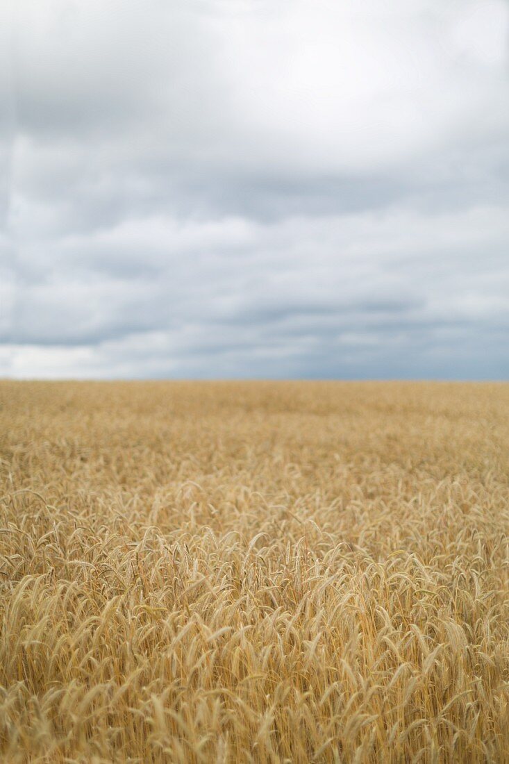 Field of ripe wheat under cloudy sky