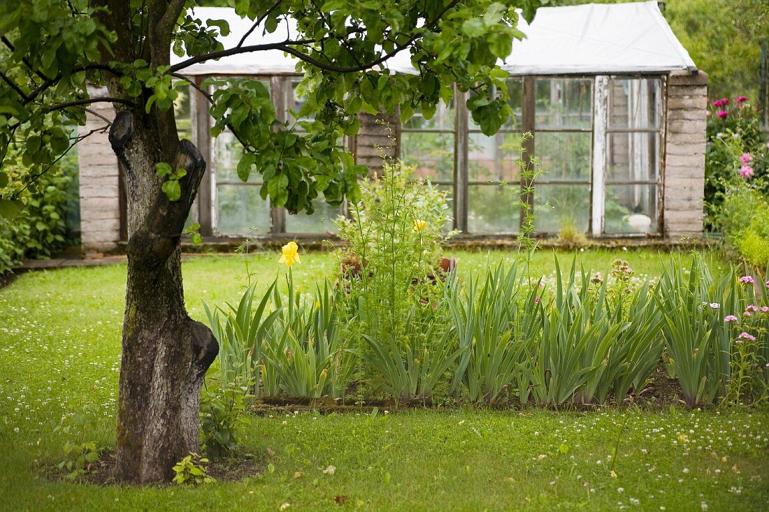 Blick auf Vintage Gewächshaus in idyllischem Garten mit Obstbaum und blühendem Blumenbeet