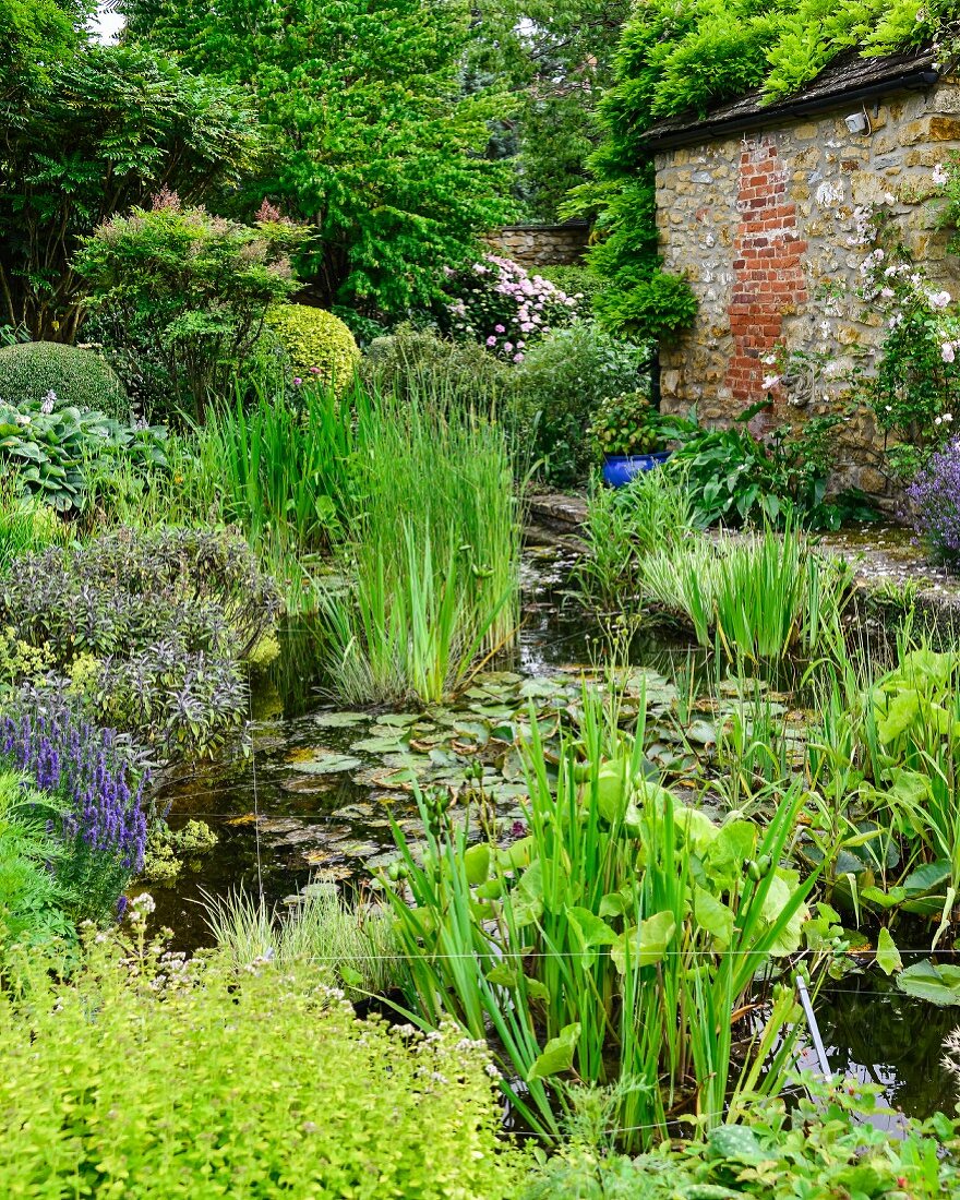 Aquatic plants in pond in garden with brick and stone façade to one side