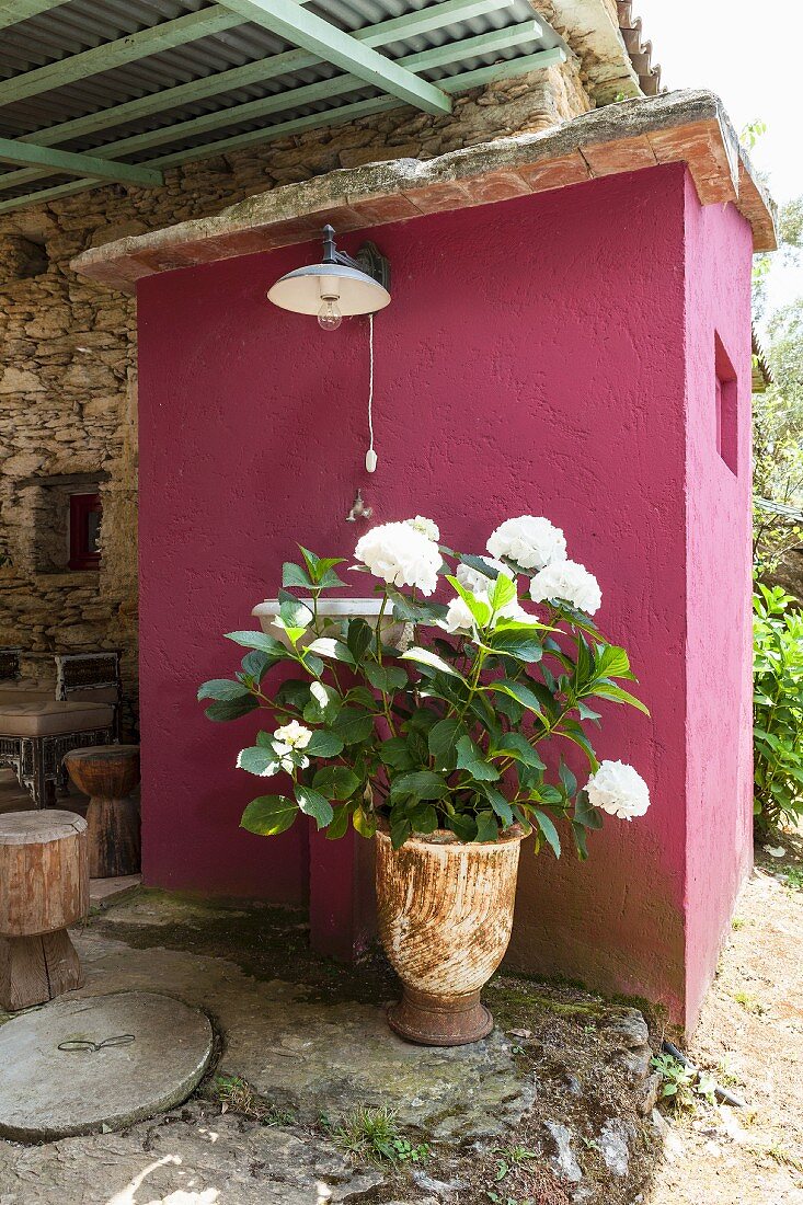 Hydrangea in planter on roofed terrace against fuchsia-pink façade