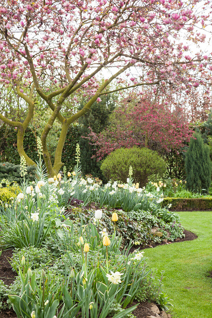 Garten im Frühling mit blühener Magnolie und Blumenbeeten