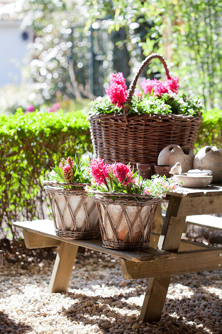 Körbe mit pinken Hyazinthen auf einer Picknickgarnitur