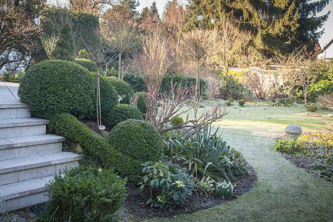 Spätwinterlicher Garten mit raureifbedecktem Rasen, Buchsbeet vor höherliegender Terrasse mit Treppenausschnitt und Frühblühern