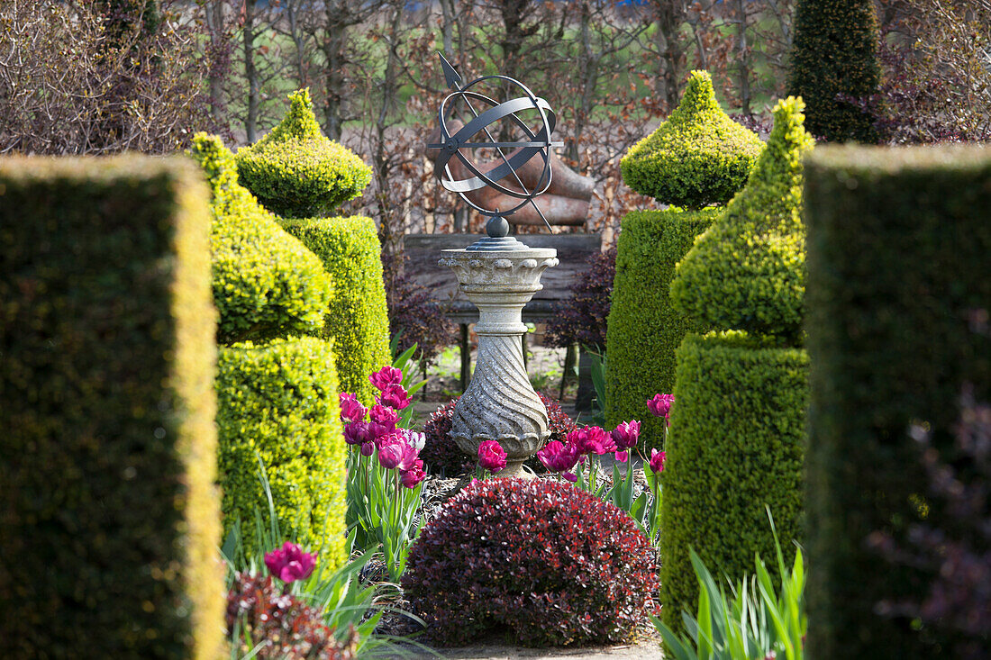 Gartenanlage mit fuchsiafarbenen Tulpen