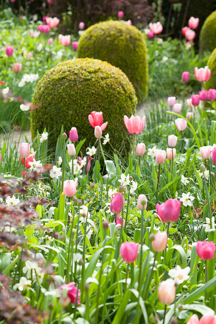 Spring bed of tulips, narcissus and clipped box bushes