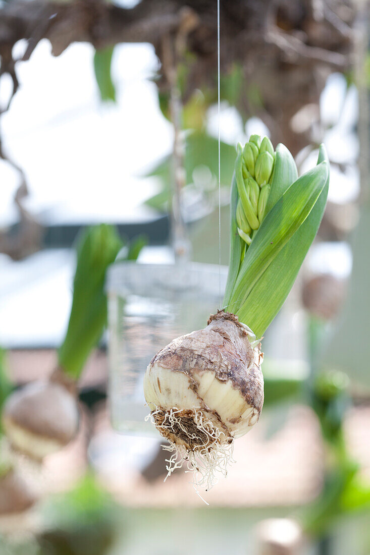 Eine aufgehängte Hyazinthe mit Zwiebel