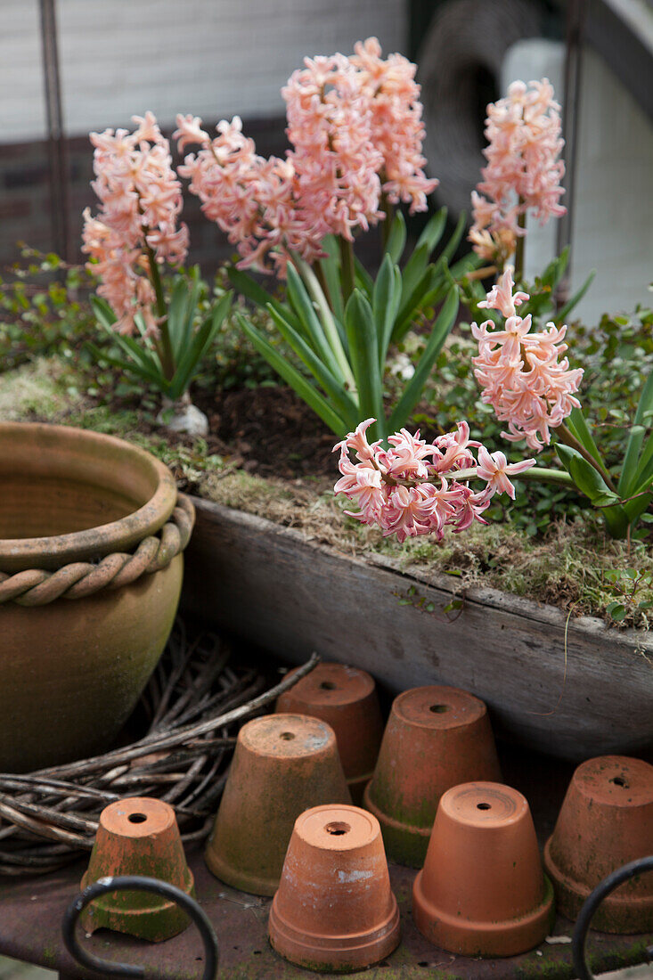 Pink hyacinths planted in trough next to terracotta pots
