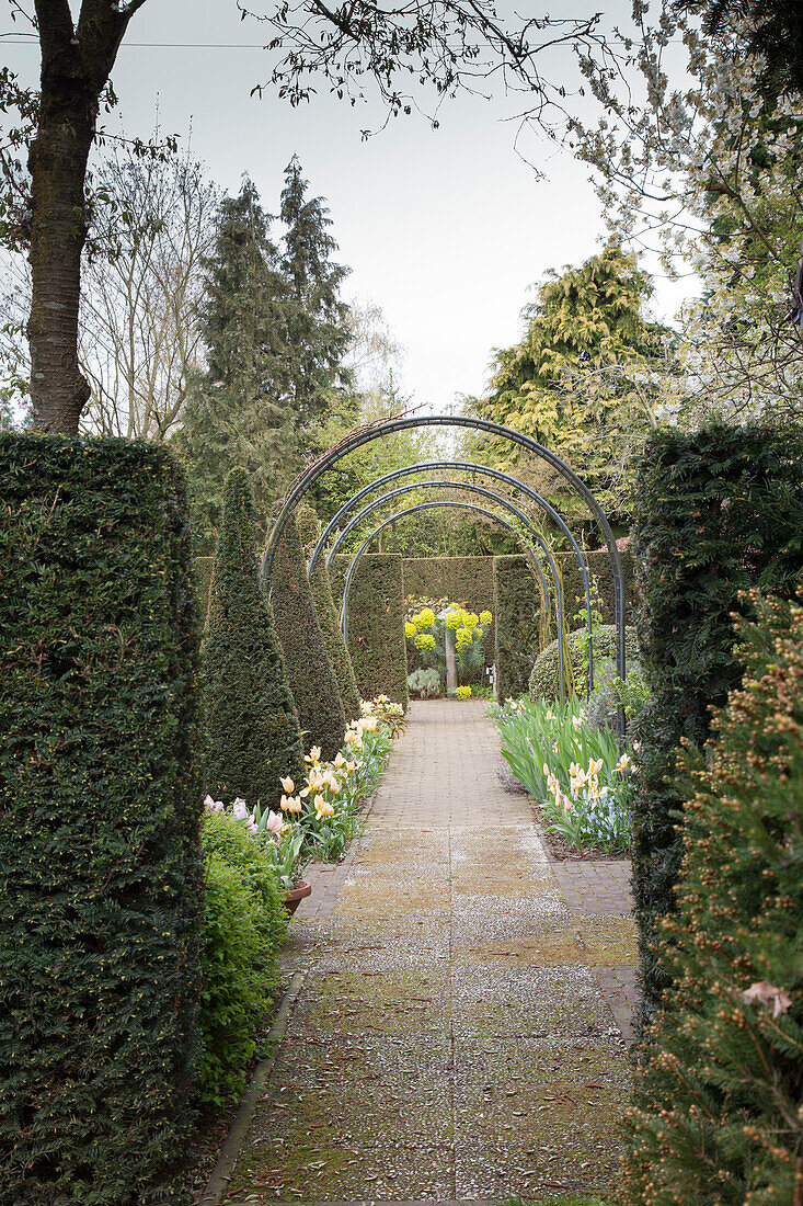 Garden path leading through arches and clipped yew hedges