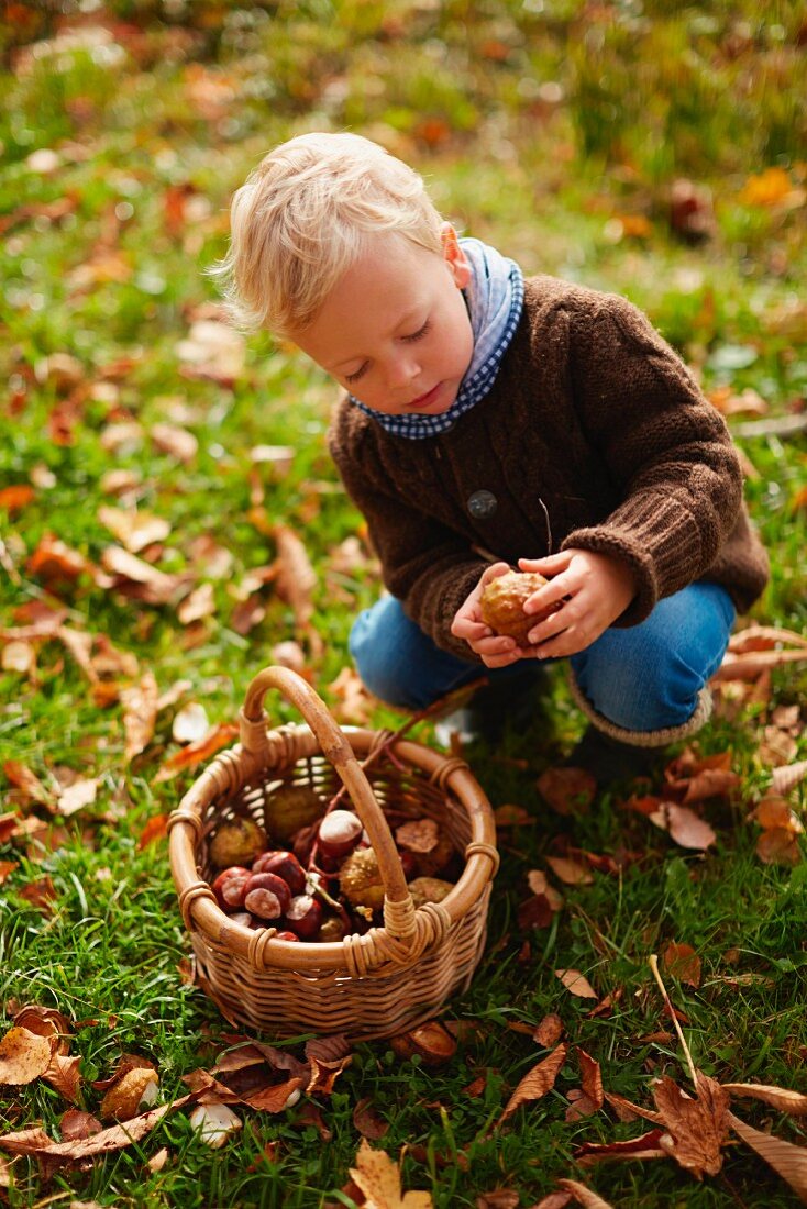 Kleiner Junge beim Sammeln von Kastanien in einem Flechtkorb
