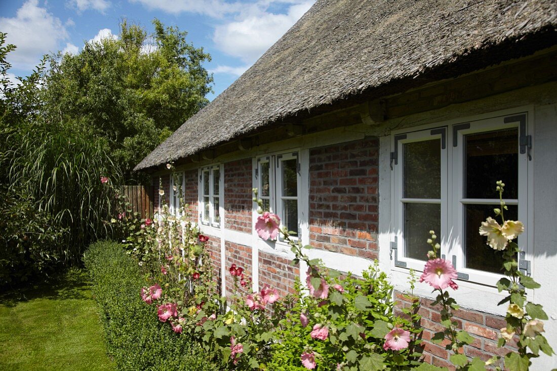 Traditional thatched cottage with flowering hollyhocks in garden