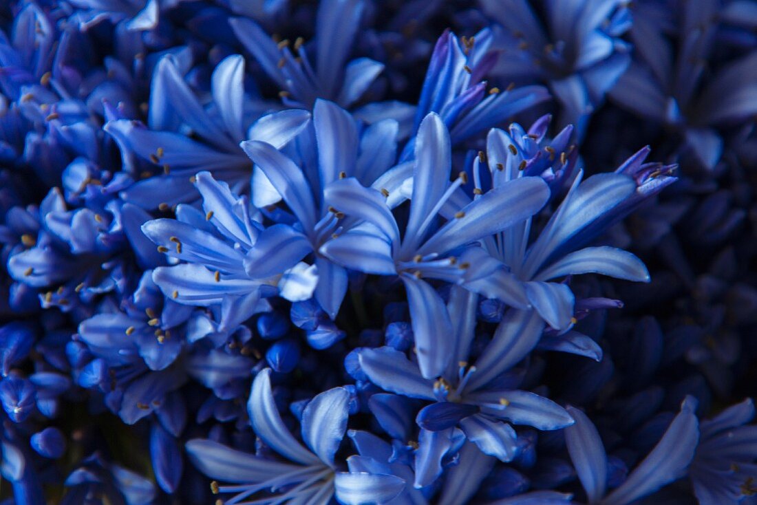 Blau blühende Hyazinthen
