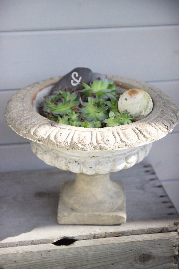 Succulents planted in antique stone urn decorated with engraved pebble