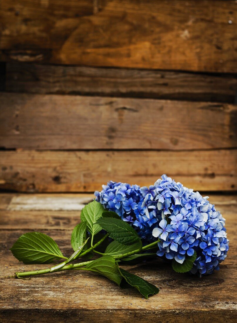 Blue hydrangea flowers on wooden table