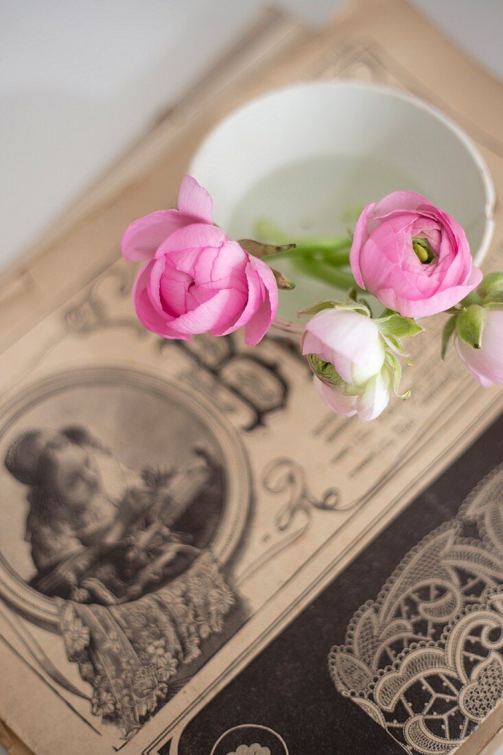 Pale pink ranunculus buds in vintage bowl on top of old illustration in blurred background