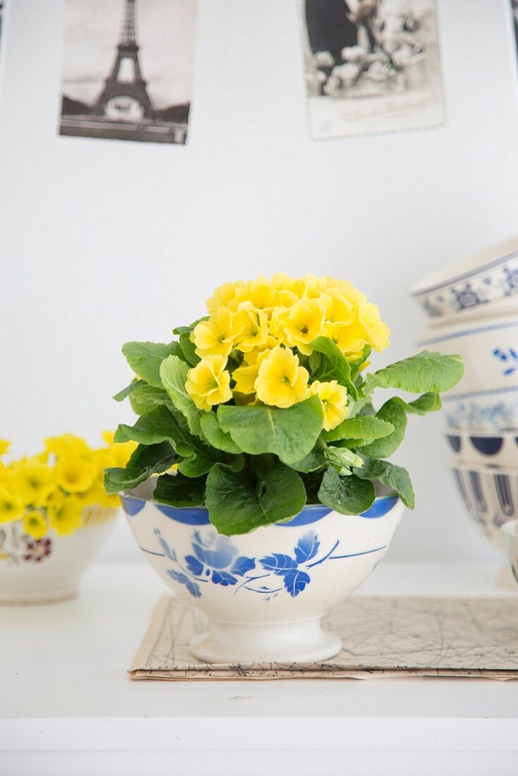 Yellow primula in vintage bowl in front of postcards