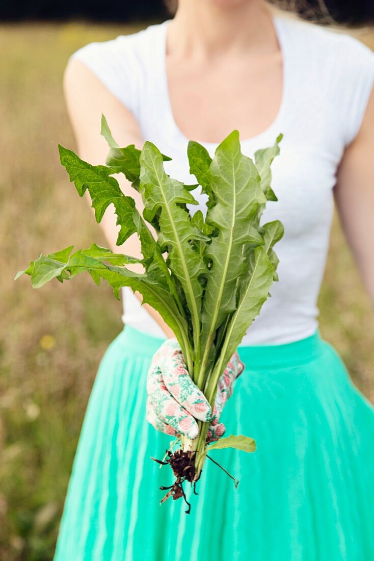 Woman wearing summery clothes and gardening gloves holding dandelion plant