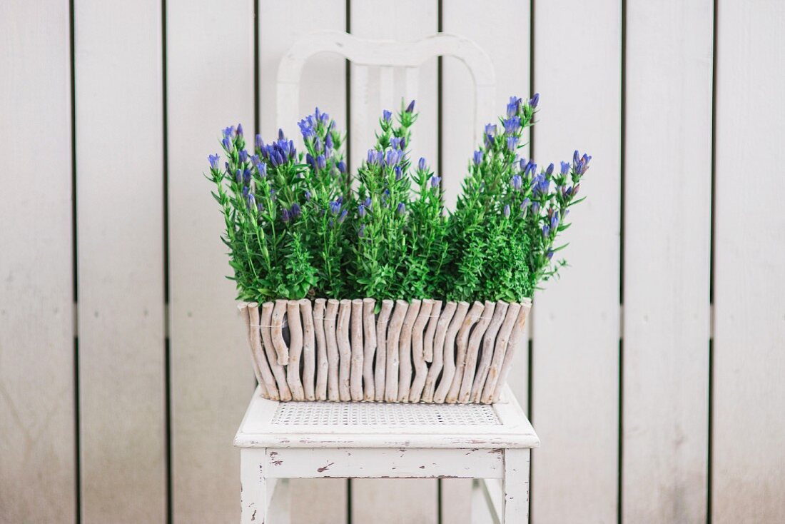 Pflanzkasten mit lila blühenden Gartenblumen auf Vintage Stuhl vor weißem Holzzaun