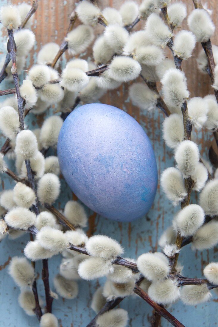 Blue egg in nest of willow catkins