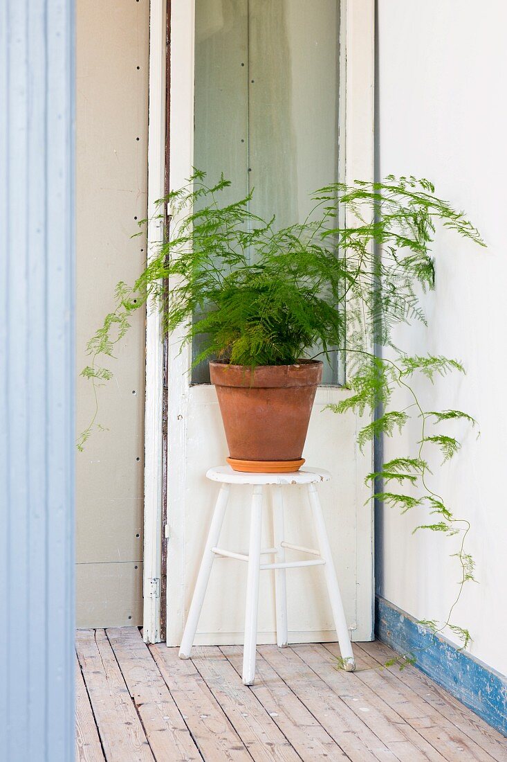 Asparagus fern in terracotta pot on stool in hallway