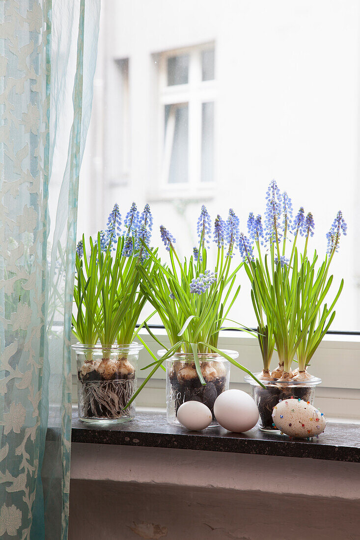 Traubenhyazinthen auf Fenstersims mit Eiern dekoriert, Vintage Flair