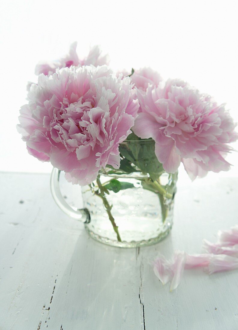 Peonies in a glass of water