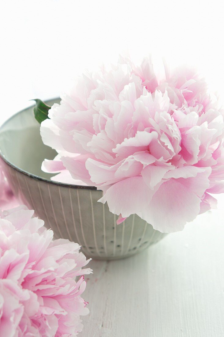 Peonies in a bowl
