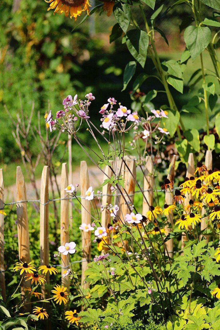 Rudbeckia, Japanese anemones and sunflowers next to wooden fence in cottage garden