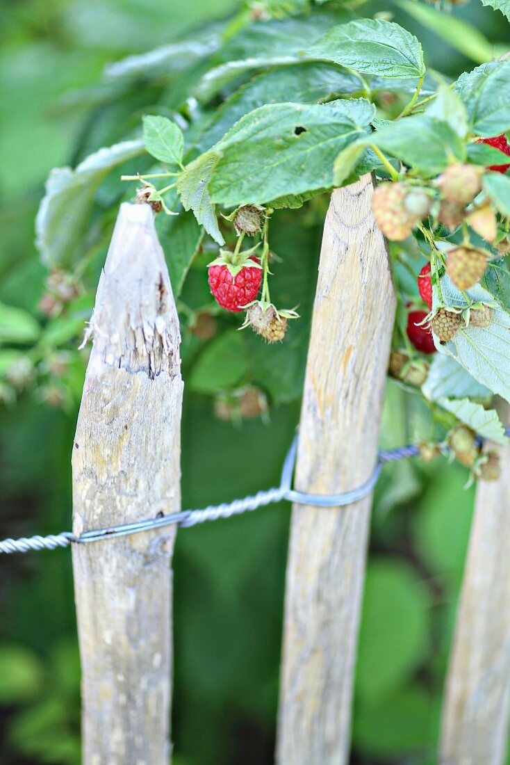 Raspberries growing next to wooden fence in cottage garden