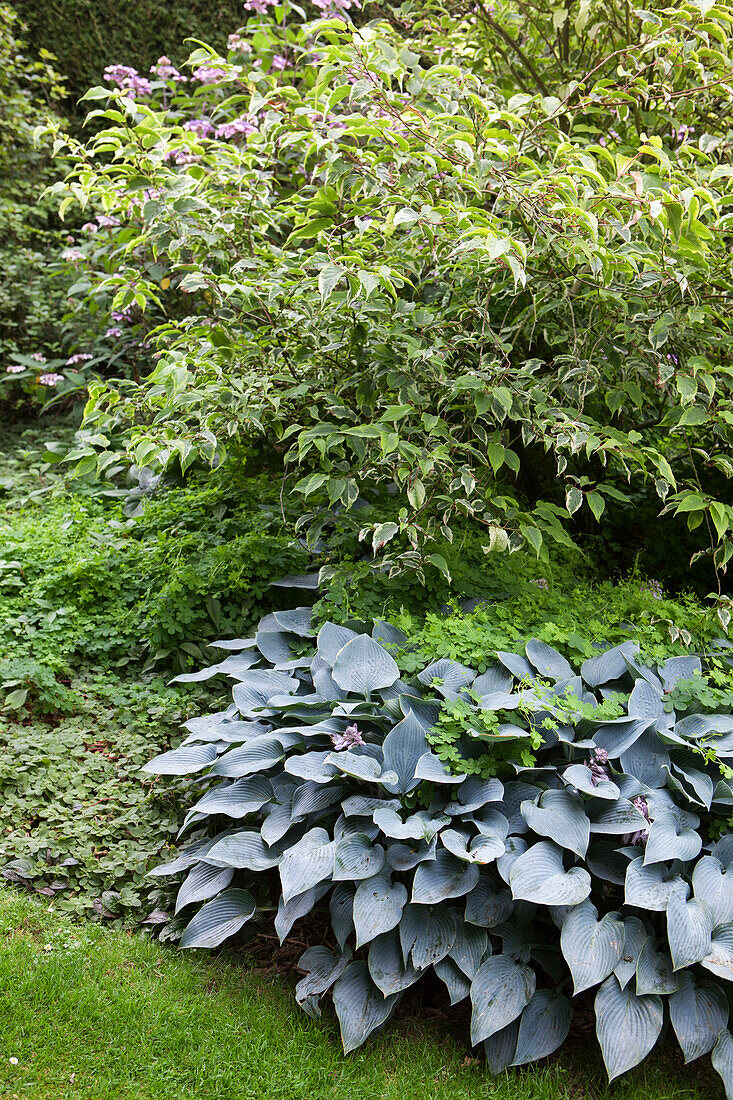Various foliage plants in garden
