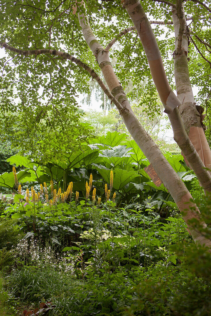 Birkenstämme über Przewalski-Kerzen-Goldkolben und Mammutblatt, Gunnera tinctoria im Garten