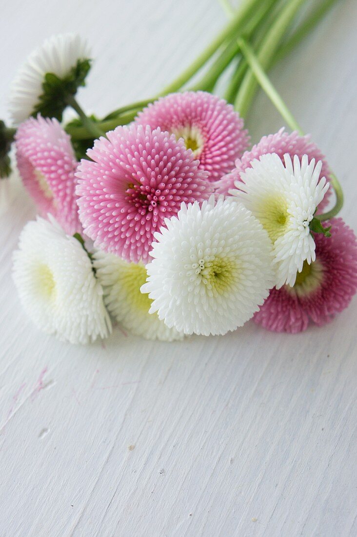Posy of bellis on white surface