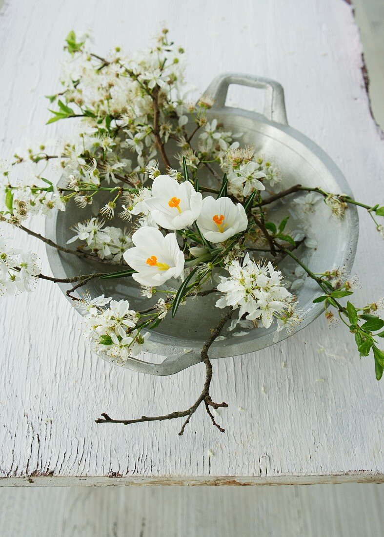 White crocuses and branches of blackthorn blossom in bowl