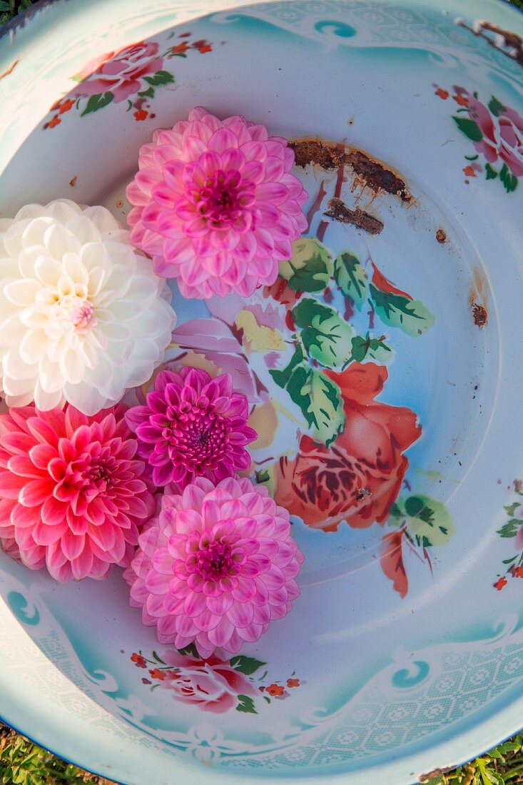Pink and white dahlia flowers in vintage enamel bowl