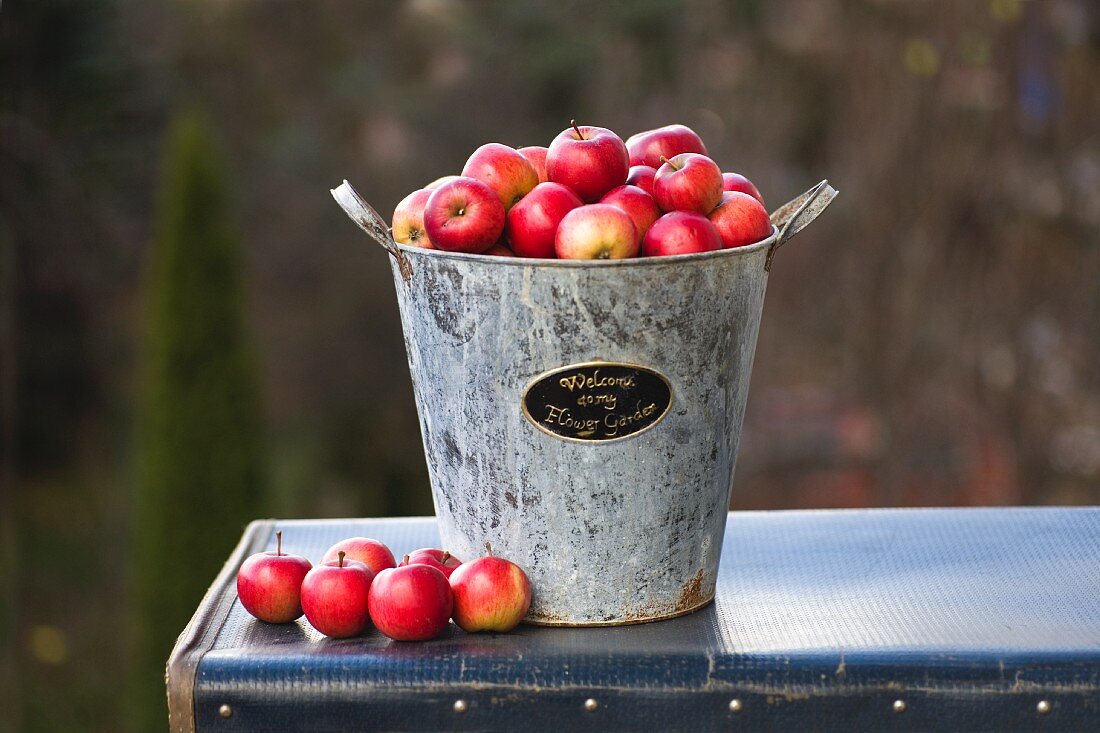 Metallbehälter mit roten Äpfeln