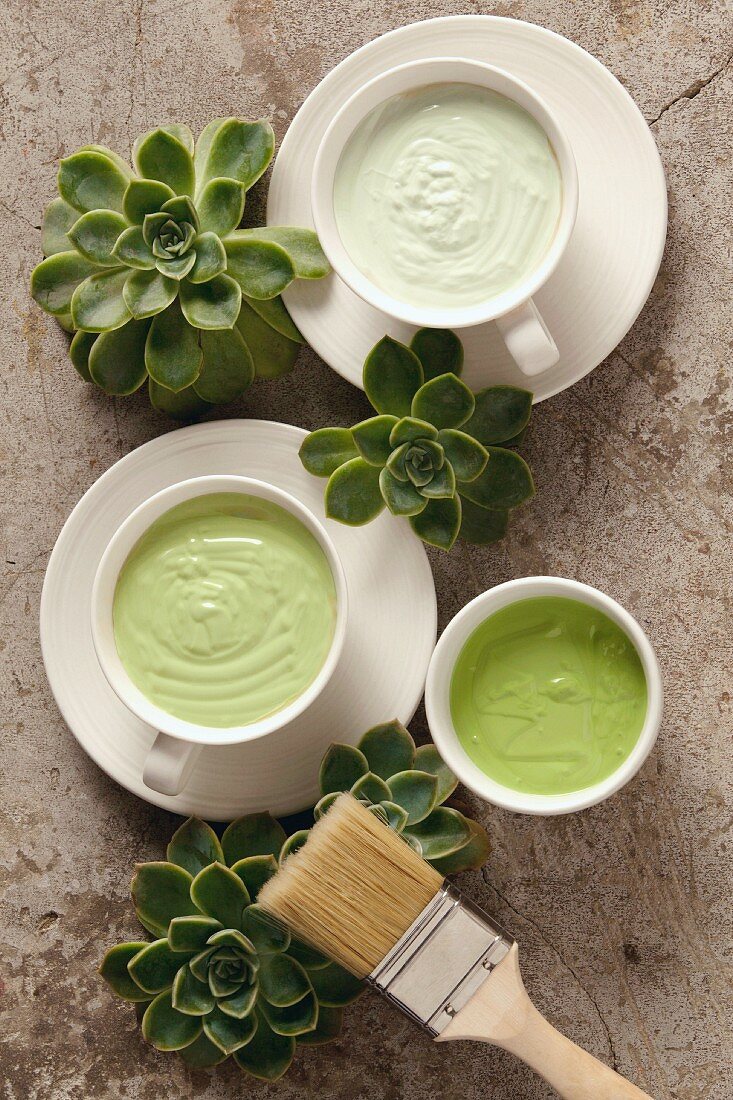 Grüne Cremes in weissen Keramiktassen mit Sukkulenten und Pinsel arrangiert