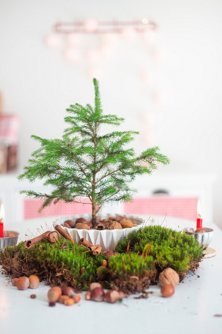 Moss and nuts arrangement around small fir tree in bowl