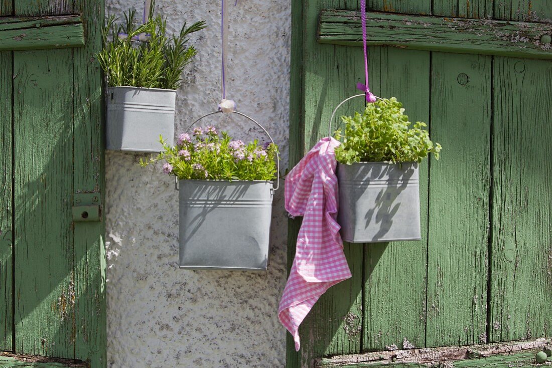 Various herbs planted in metal buckets hung on rustic wooden wall