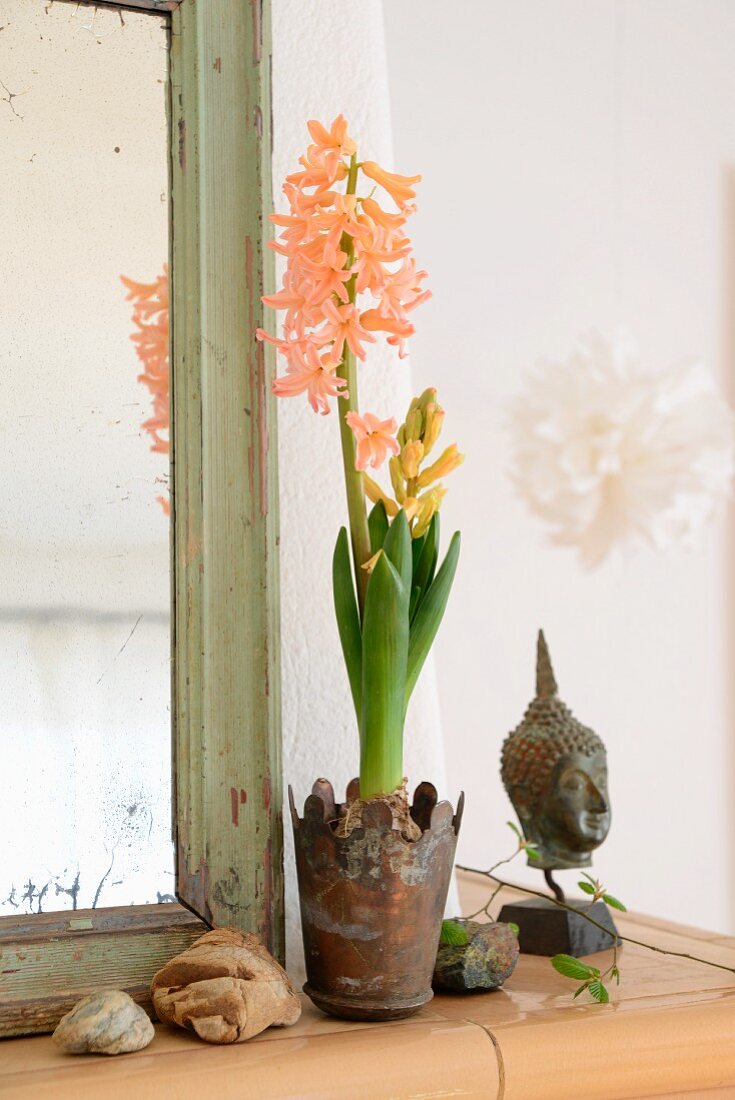 Apricot hyacinths in rusty metal pot, head of Buddha and pebbles next to shabby-chic mirror frame