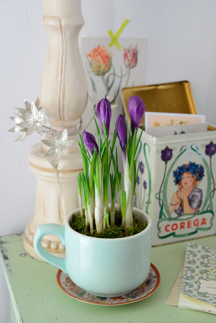 Lila Krokusse in alter Tasse gepflanzt, im Hintergrund nostalgische Blechdose
