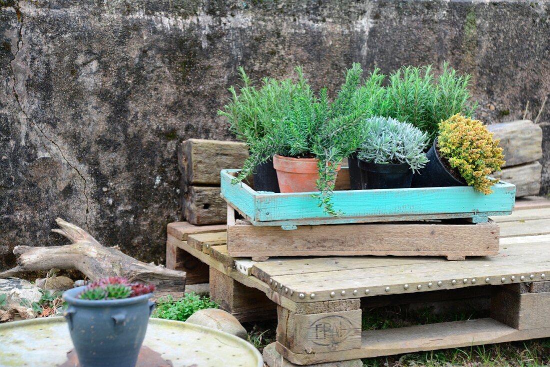 Various potted herbs in old plant tray on rustic wooden pallet against stone wall