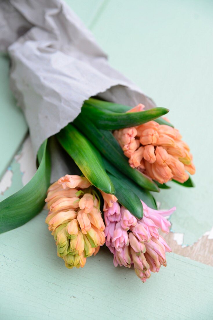Pastel hyacinths wrapped in paper on vintage surface