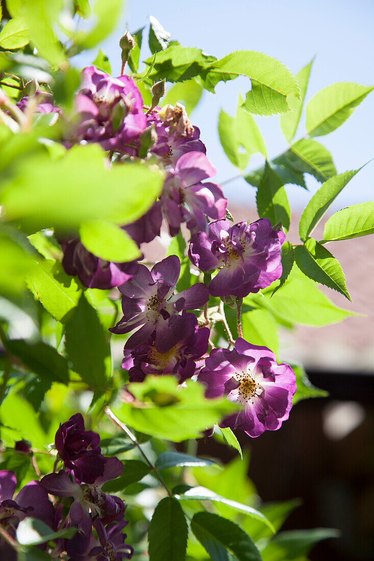 Purple roses in sunlight