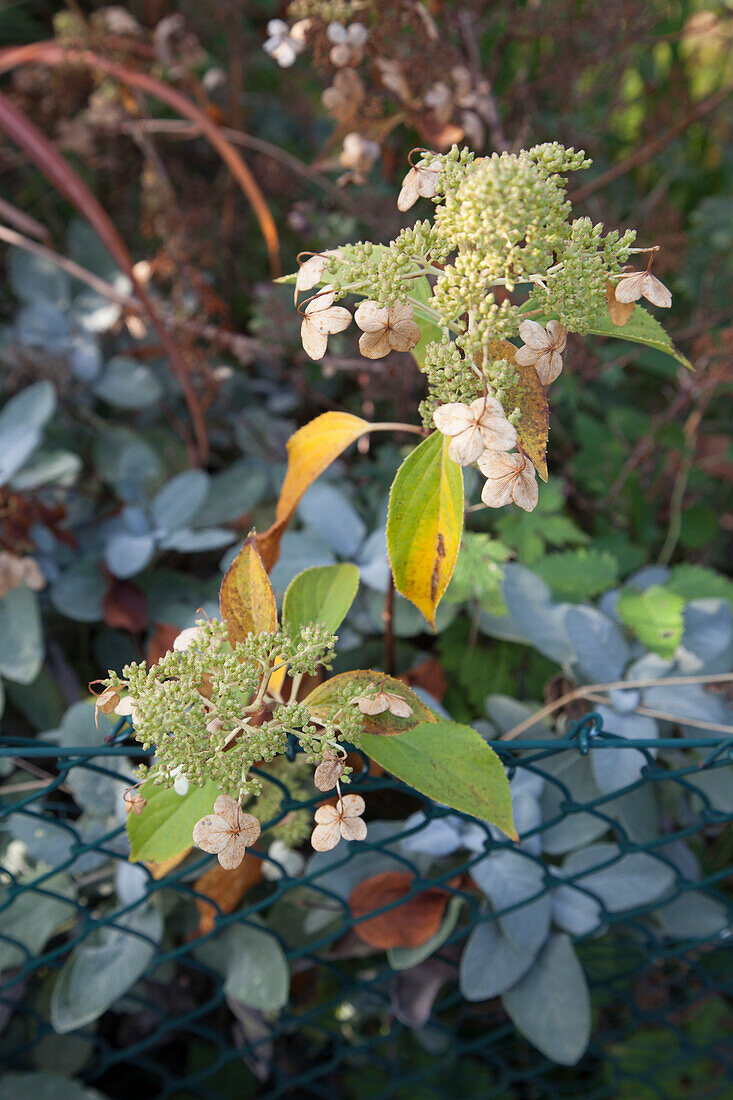 Autumnal hydrangea next to garden fence
