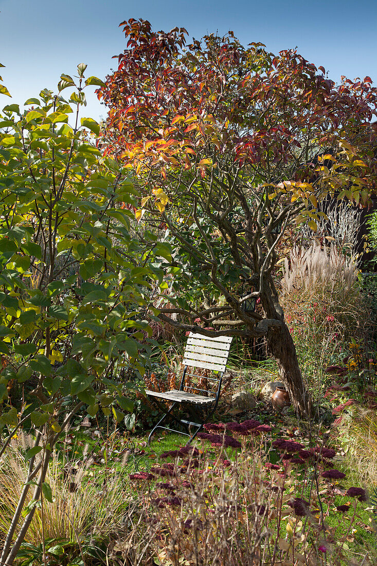 Garden chair under tree in autumnal garden