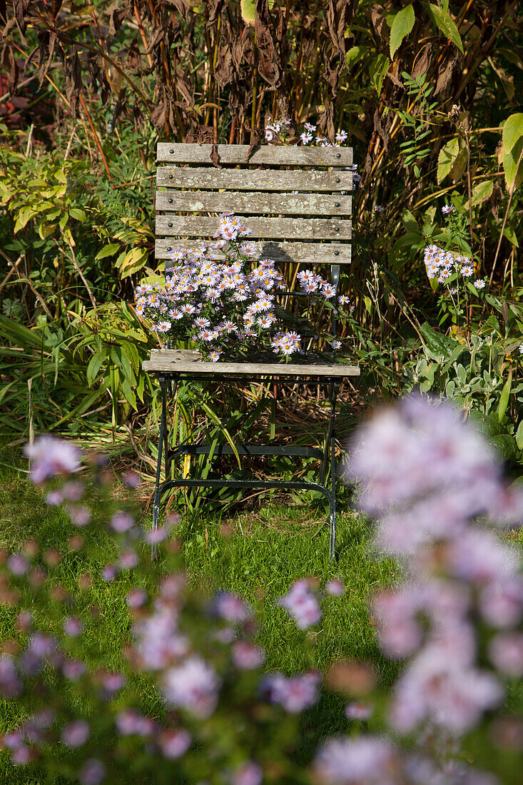Verwitterter Stuhl mit Herbstastern im Garten