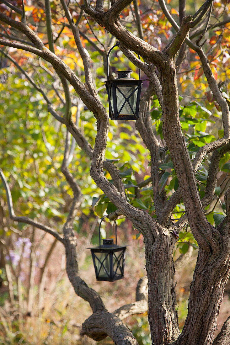 Metal lanterns hanging in tree