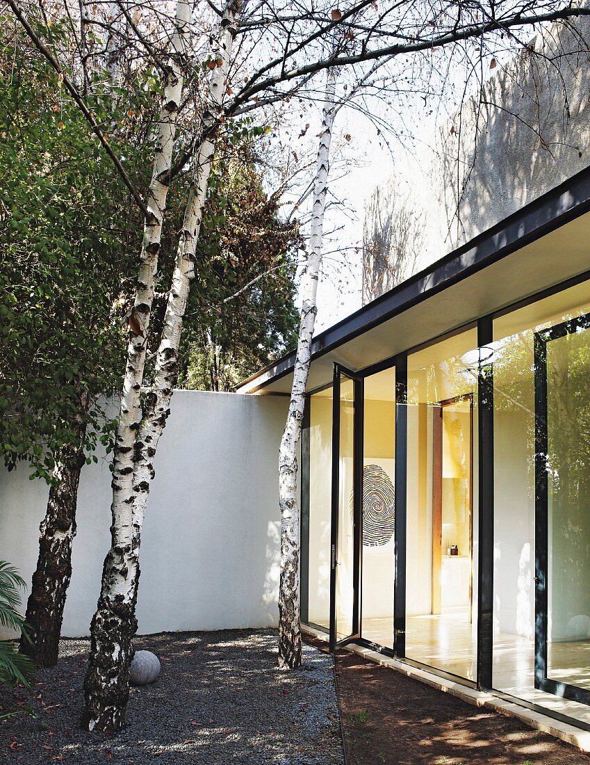 Silver birches in modern courtyard of bungalow with glass wall