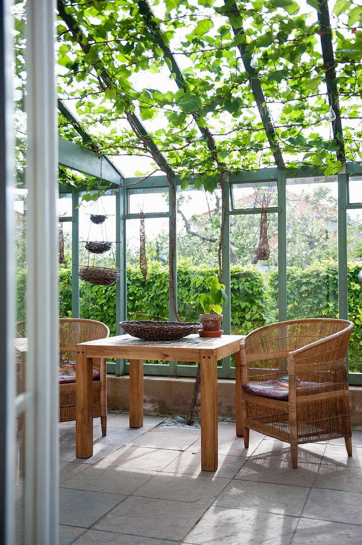 Wicker chairs and wooden table in conservatory with vine growing on ceiling