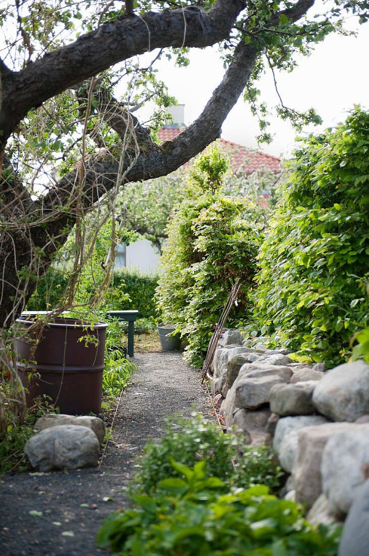 Garden path with fruit tree, water butt and low stone wall